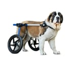 Invalīdu ratiņi suņiem XL