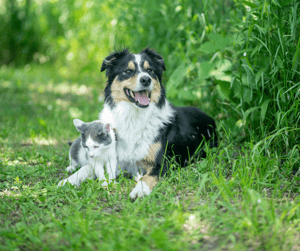 Suns ar kaķi zaļā zālē