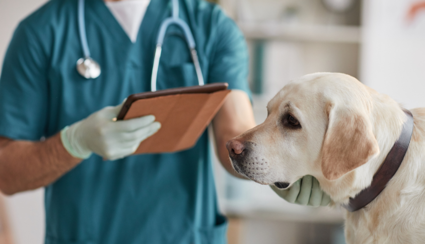 Veterinārārsts ar suni