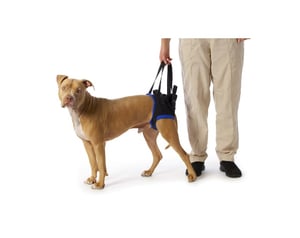 Pacēlājs suņiem, Walkabout