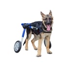 Invalīdu ratiņi suņiem MEDIUM