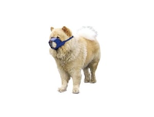 Uzpurnis sunim, Čau-Čau