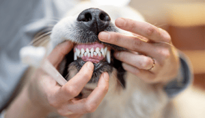Zobu tīrišana sunim