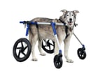 Invalīdu ratiņi suņiem XLARGE-4
