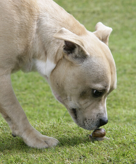 Suņi inficējas apēdot kāpurus, kas atrodas inficētajos gliemežos un vardēs, vai ēdot zāli vai dzerot no peļķēm un dīķiem. Plaušu tārpu kāpurus var atrast arī gliemežu gļotu takās.