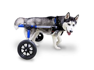 Invalīdu ratiņi suņiem MEDIUM