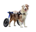 Invalīdu ratiņi suņiem LARGE
