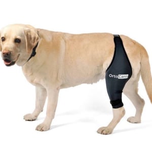 Ortoze ceļa locītavai, kreisajai kājai Ortocanis