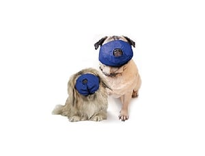 Uzpurnis suņiem ar plakaniem, īsiem purniem