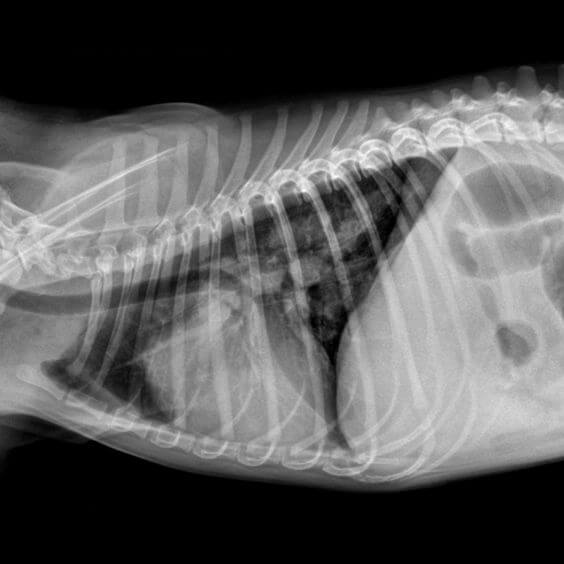 HOPS (hroniska obstruktīva plaušu slimība) jeb hroniskais suņu bronhīts izraisa ilgstošu klepu un gļotu veidošanos.
