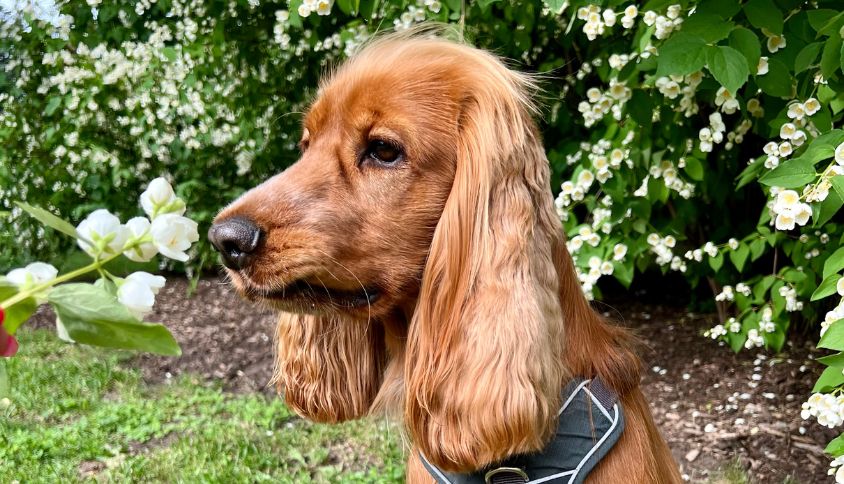 Bīstamie augi sunim